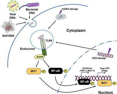 Expanding role of deoxyribonucleic acid-sensing mechanism in the development of lifestyle-related diseases
